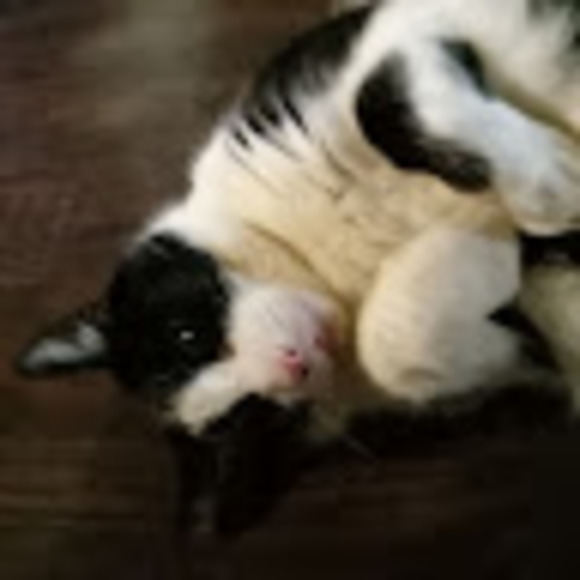 Meet your Posher, Anthony - Picture 1 of 1